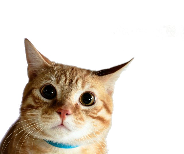 Пока вы смотрите на этого кота, кот смотрит на вас.